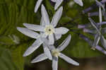 Louisiana bluestar